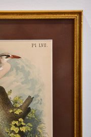 Antique Ornithological Lithograph