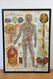 Arterial Venous & Nervous System Medical Poster