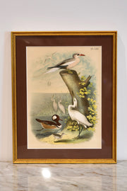 Antique Ornithological Lithograph