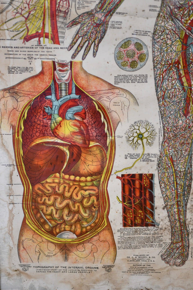 Arterial Venous & Nervous System Medical Poster