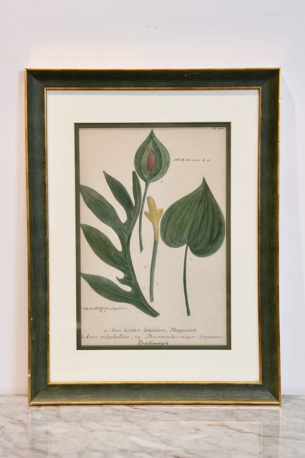 French Botanical Engraving