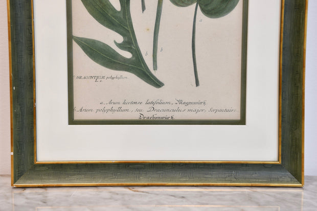 French Botanical Engraving