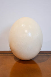 Authentic Ostrich Egg
