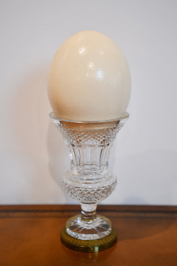 Authentic Ostrich Egg Shell