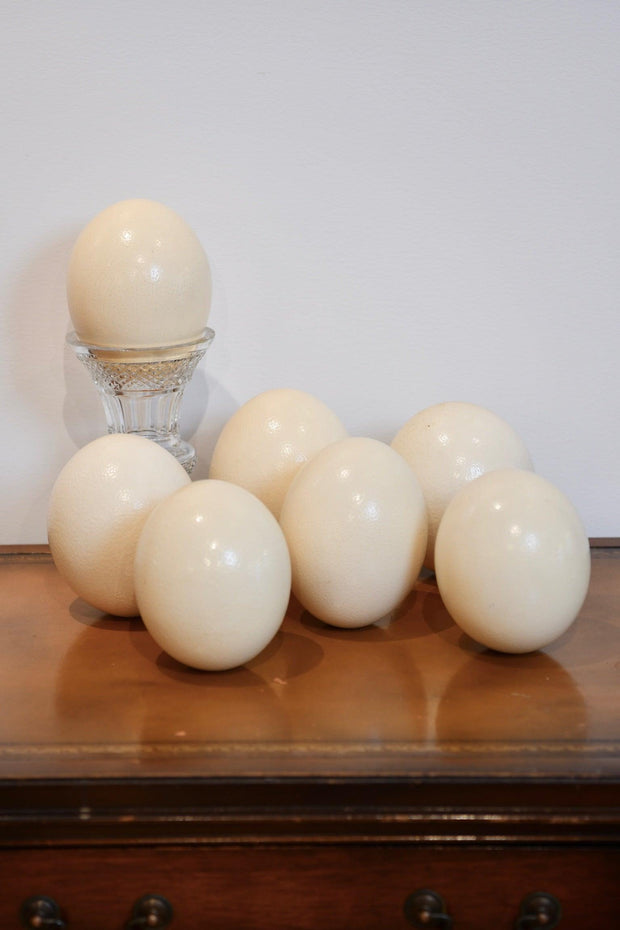 Authentic Ostrich Egg